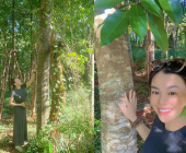 Cây cao su được tính vào tỉ lệ che phủ rừng không?