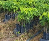 Cây Cao Su Việt Nam: 8 Loại Cây Cao Su Đang Trồng Ở Việt Nam