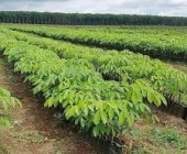 Đây là loại cây giống đang bán hút hàng ở Bình Phước, lao động được trả công 9 triệu đồng/tháng 