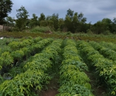 Chăm Sóc Cây Cao Su Giống Đúng Kỹ Thuật Tại Bình Phước