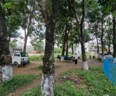 125 năm cao su 'cho vàng' ở Việt Nam - Kỳ 1: Cao su cổ thụ giữa Sài Gòn