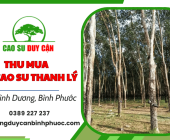 Thu mua cây cao su thanh lý giá cao tận nơi tại Bình Dương, Bình Phước