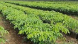 Đây là loại cây giống đang bán hút hàng ở Bình Phước, lao động được trả công 9 triệu đồng/tháng 