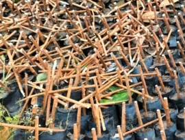 Giống bàu hạt cắt ngọn 106