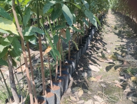 Giống bàu hạt chưa ghép