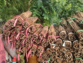 Giống tum trần 209