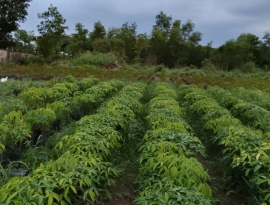 Cây Cao Su Giống Bình Phước