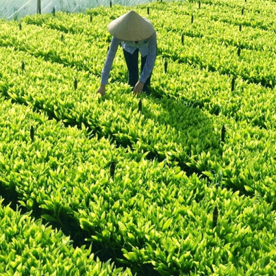 Giống bàu hạt một tàn lá 209