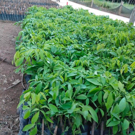 Giống bàu hạt một tàn lá 209