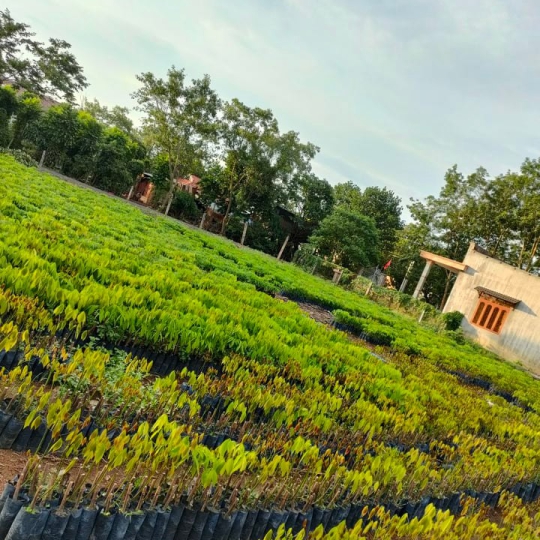 Giống bàu hạt một tàn lá 209