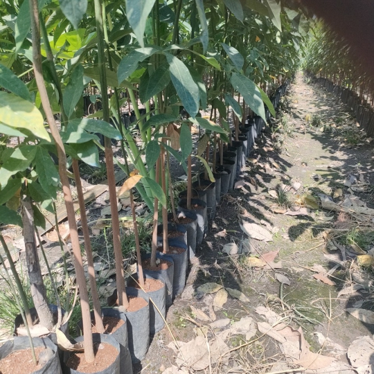 Giống bàu hạt chưa ghép