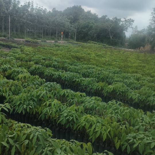 Giống Bp 235 một tàn lá