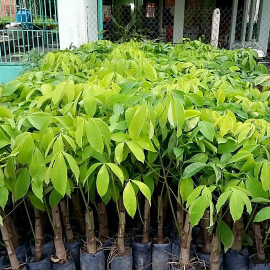 Giống bàu hạt một tàn lá 209