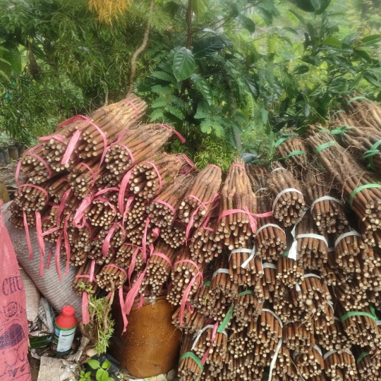 Giống tum trần 209