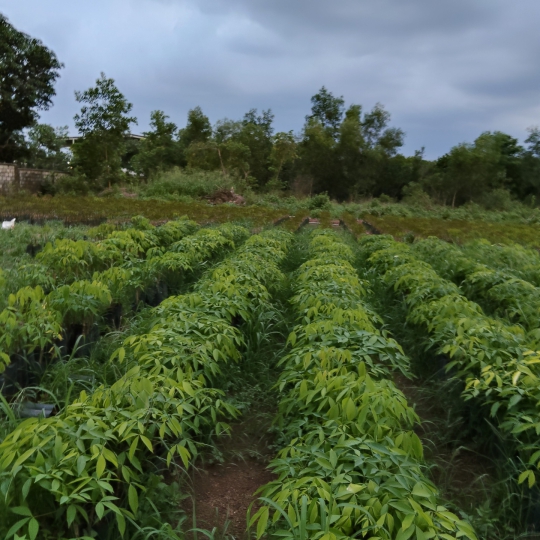 Cây Cao Su Giống Bình Phước