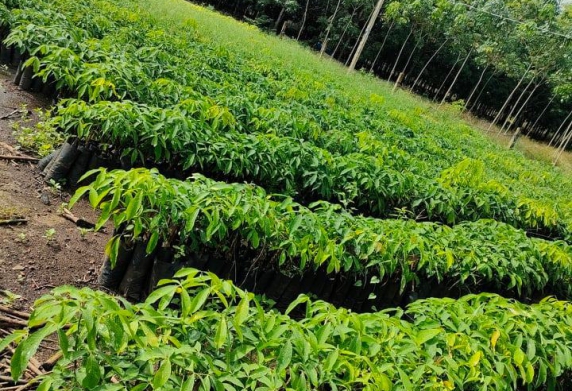 CƠ SỞ SẢN XUẤT CÂY GIỐNG CÂY CAO SU DUY CẬN – UY TÍN TỪ CHẤT LƯỢNG