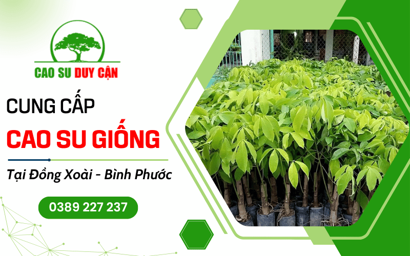 cây cao su giống Đồng Xoài Bình Phước