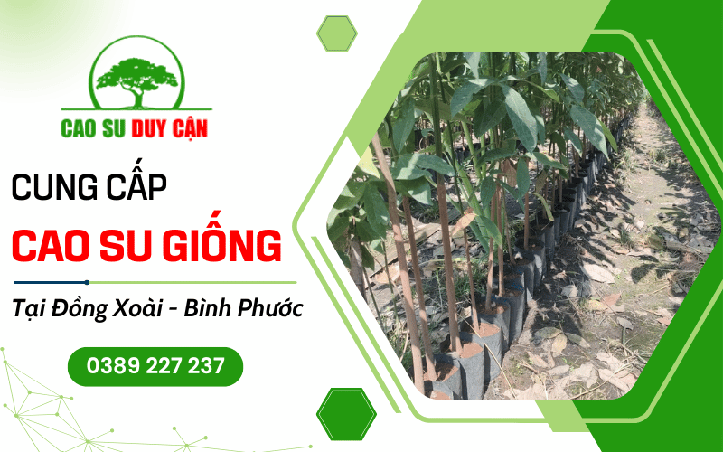 cây cao su giống Đồng Xoài Bình Phước