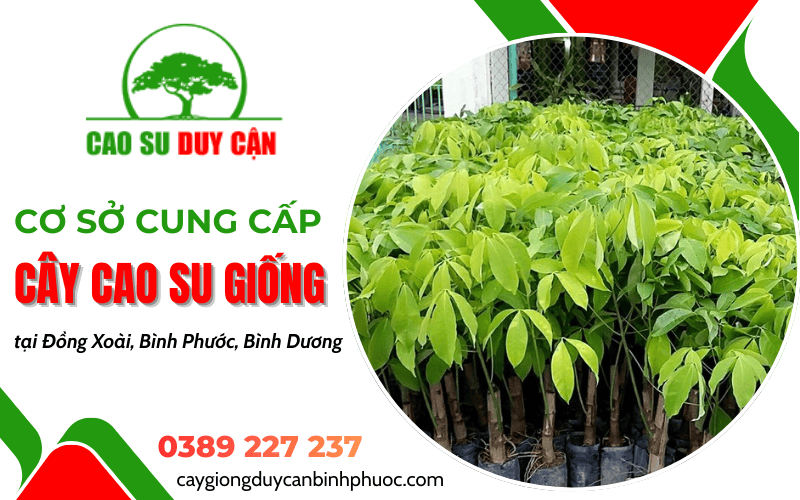 Cơ sở cung cấp cây cao su giống Duy Cận
