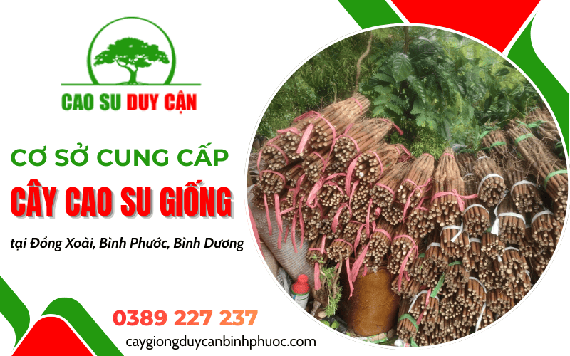 Cơ sở cung cấp cây cao su giống Duy Cận
