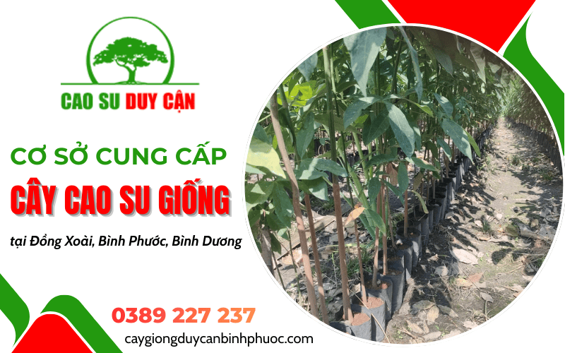 Cơ sở cung cấp cây cao su giống Duy Cận