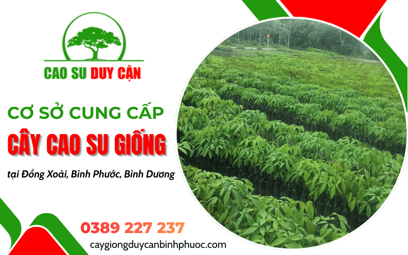 Cơ sở cung cấp cây cao su giống Duy Cận