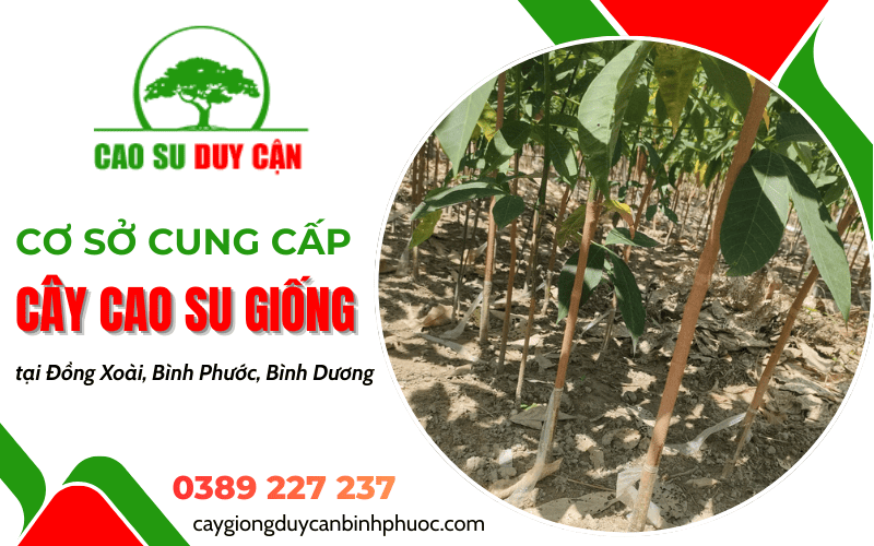 Cơ sở cung cấp cây cao su giống Duy Cận