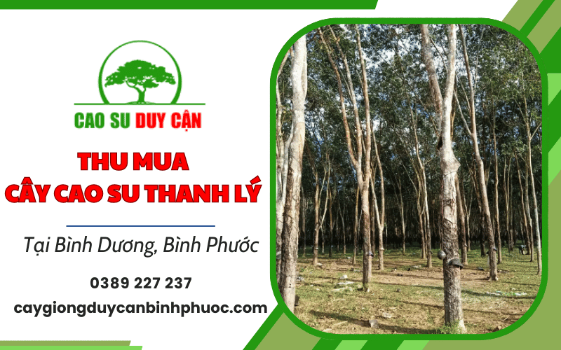 thu mua cây cao su thanh lý