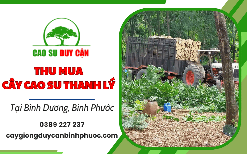 thu mua cây cao su thanh lý