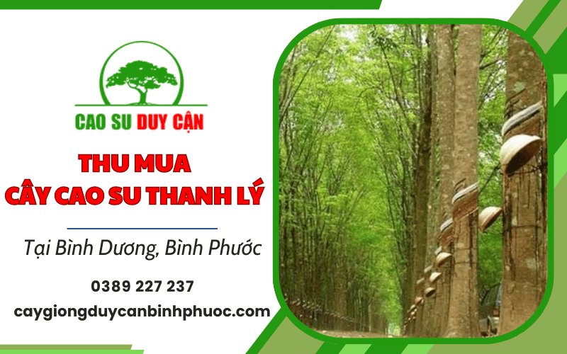 thu mua cây cao su thanh lý