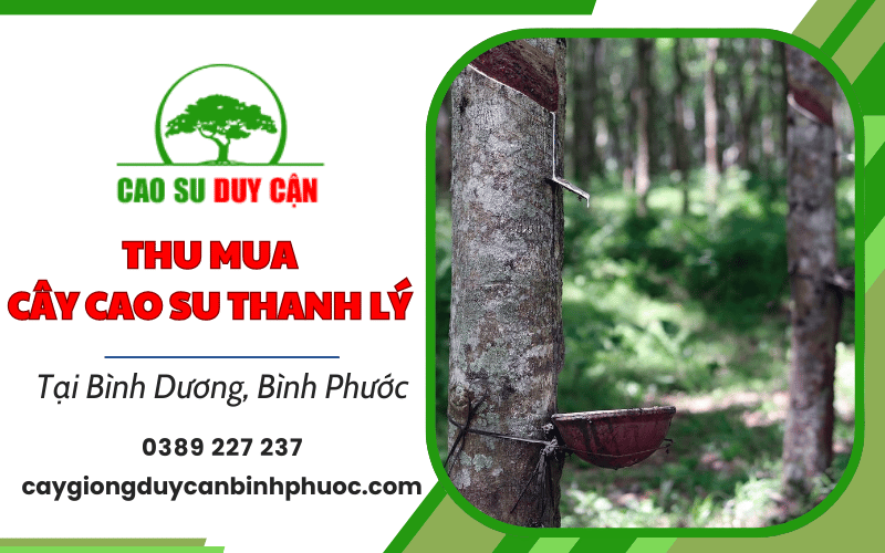 thu mua cây cao su thanh lý